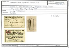 Karteikarte zum Syntyp von Frondicularia antonina Karrer, 1878